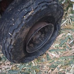 ������ ��������, ���������, 55 ���