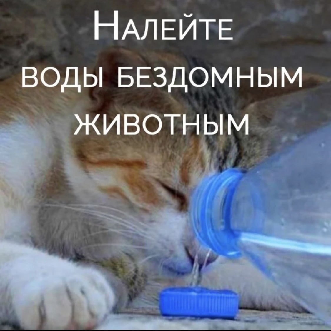 !!! Наступило лето и невыносимая жара. Бездомные животные начинают страдать от жажды и перегрева. ...