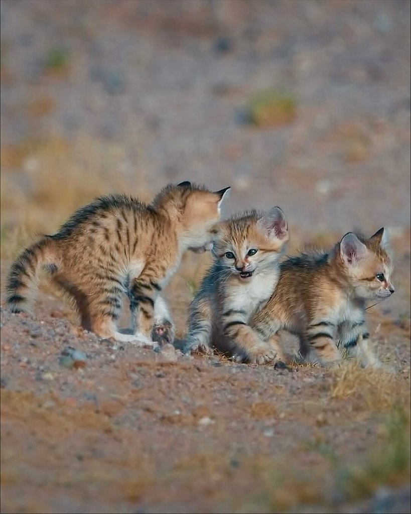 ������ ��������! - 3