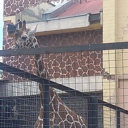 �����, ������, 44 ����