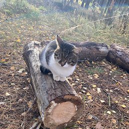 ��������, ���������, 42 ����