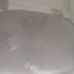 Vivek, ����, 74 ����