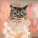 ���� �������, �����, 51 ��� - ��������� 16 ������� 2026 � ������ ���� ����������