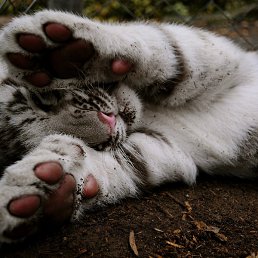 ���������, �������, 67 ���