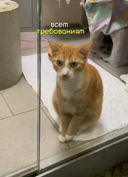 Как вы считаете, не должны ли правила для выдачи собак из приюта быть проще? - 2