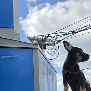 �������, 56 ���, �����������