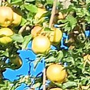 �������, 60 ���, ������