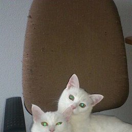 ������, �������, 59 ���