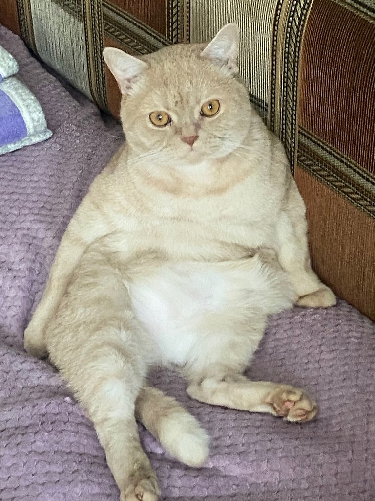  )