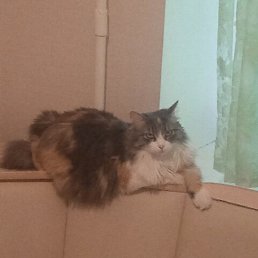 ������, ������, 49 ���