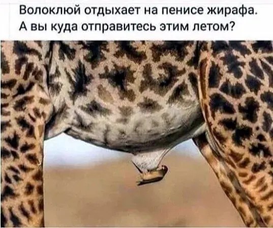 ***Victoria Viktorovna*** - 16  2024  17:37