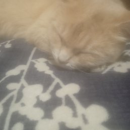 ���� ����, ������, 87 ��� - ��������� 17 ������ 2023