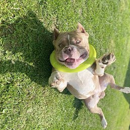 �����, ������, 45 ���