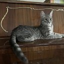 ���� Ryzhik, ����, 54 ���� - ��������� 4 ���� 2026 � ������ ���� ����������