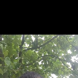 , 41, 