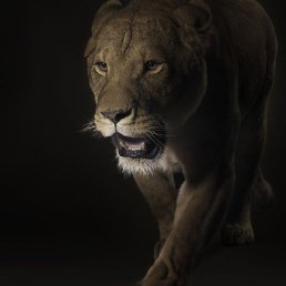 �����, �����, 55 ���