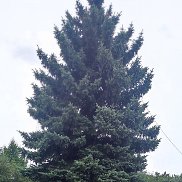 �����, 55 ���, �����������