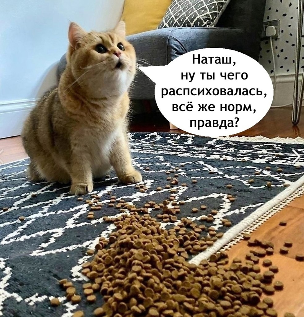    -  . - 17  2025  18:05