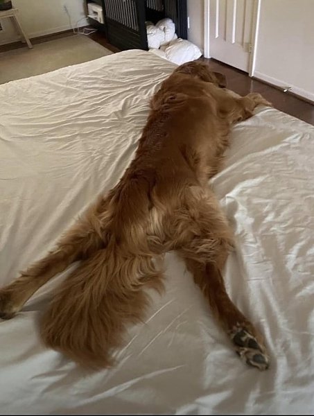 «Сплутинг» - это когда животные ложатся на живот, вытянув лапы назад. Так они быстро охлаждаются, ... - 10