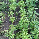 ���� �����, �������� - ��������� 26 ���� 2025 � ������ ������� 2025�