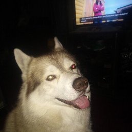 ������, ���������, 37 ���