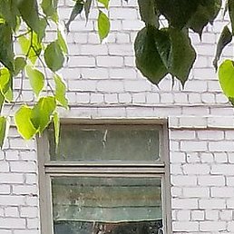 �������, �����-���������, 52 ����