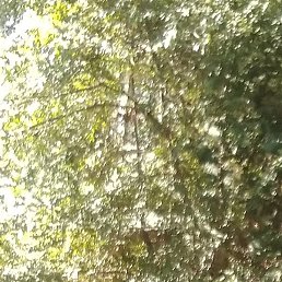 �������, ���������, 51 ���