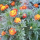  ,  -  3  2025   Beregszasz_2024