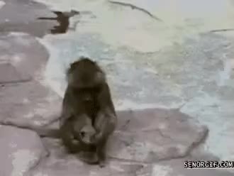 GIF Preview