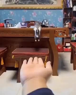 GIF Preview