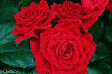 GIF Preview