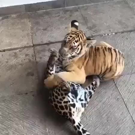 GIF Preview