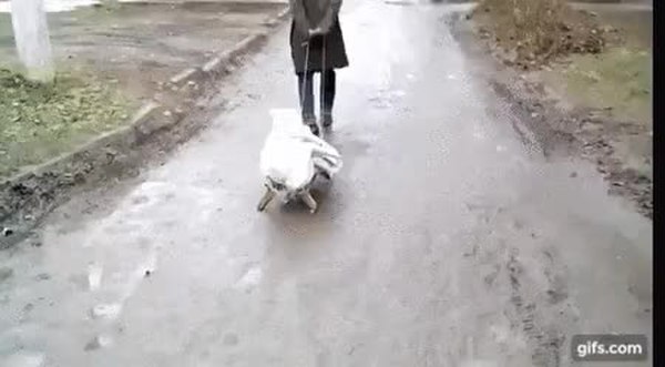 GIF Preview