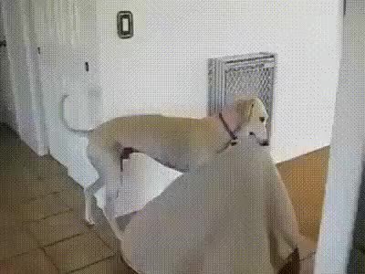 GIF Preview
