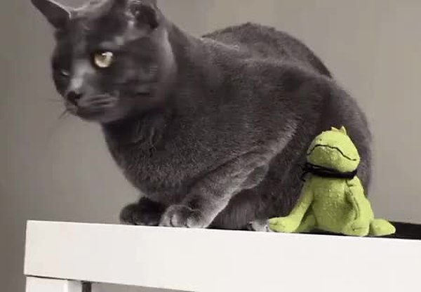 GIF Preview