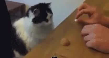 GIF Preview
