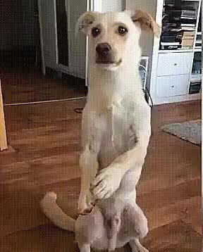 GIF Preview