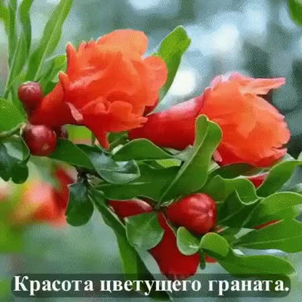 Цветок граната