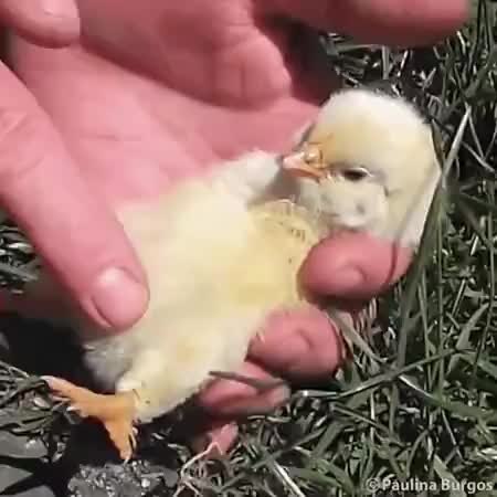 GIF Preview