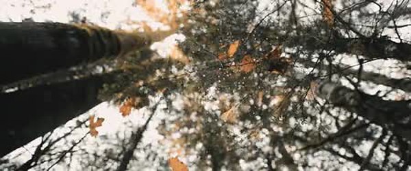 GIF Preview