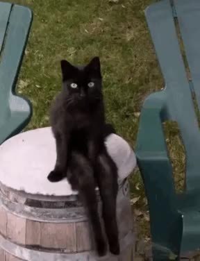 GIF Preview
