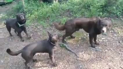 GIF Preview