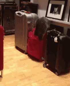 GIF Preview