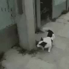 GIF Preview
