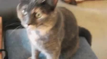 GIF Preview