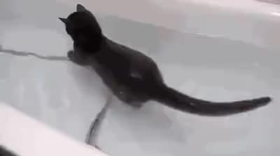 GIF Preview