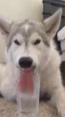 GIF Preview