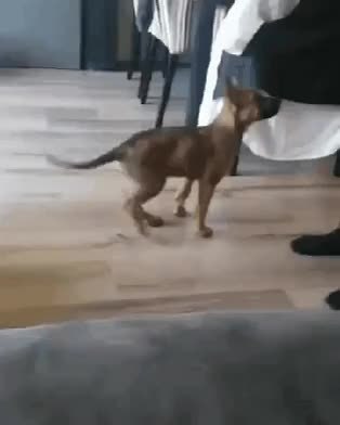 GIF Preview