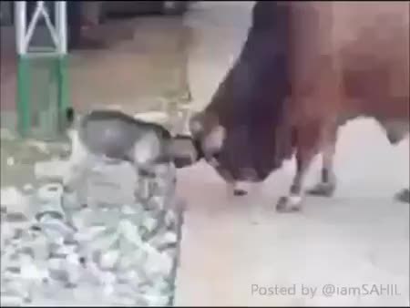 GIF Preview