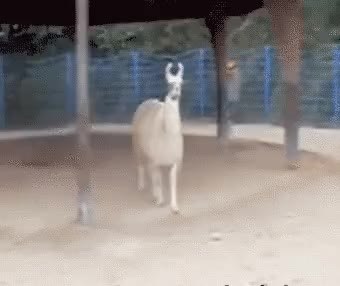 GIF Preview